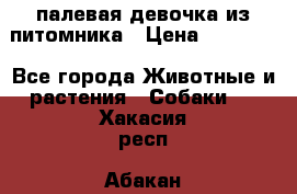 палевая девочка из питомника › Цена ­ 40 000 - Все города Животные и растения » Собаки   . Хакасия респ.,Абакан г.